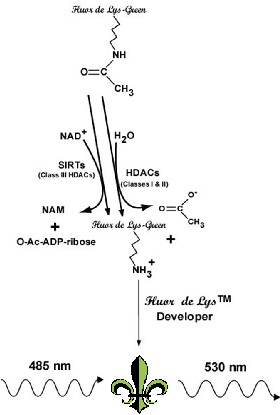 FLUOR DE LYS®-Green HDAC fluorometric activity assay kit